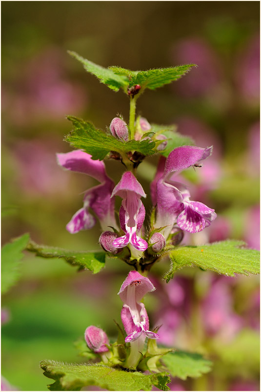 Gefleckte Taubnessel (Lamium maculatum)