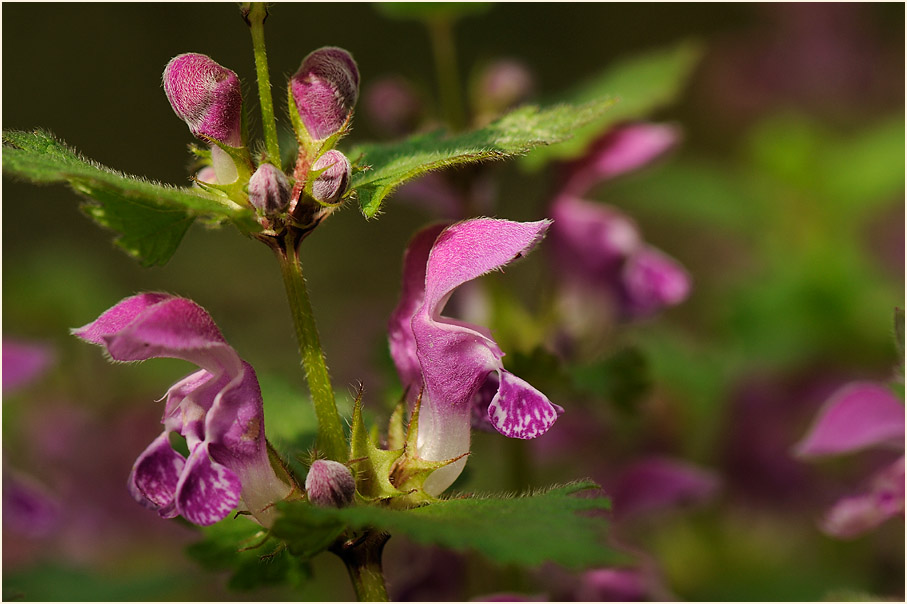 Gefleckte Taubnessel (Lamium maculatum)