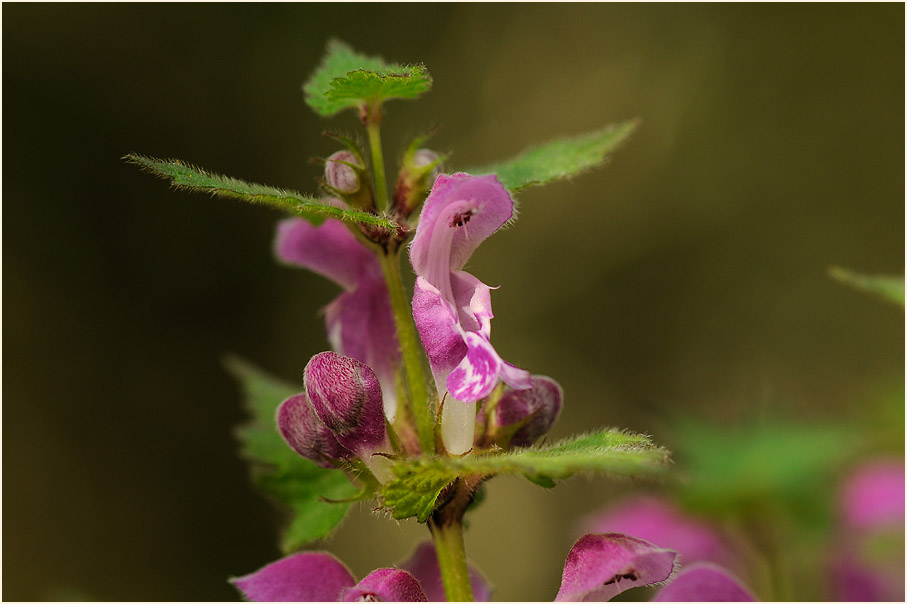 Gefleckte Taubnessel (Lamium maculatum)