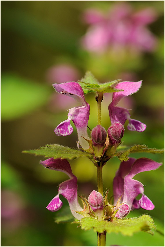 Gefleckte Taubnessel (Lamium maculatum)