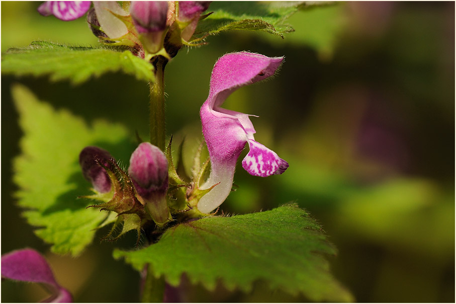 Gefleckte Taubnessel (Lamium maculatum)