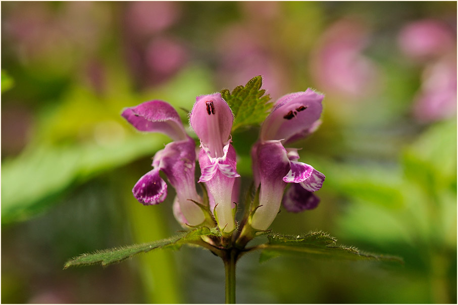 Gefleckte Taubnessel (Lamium maculatum)