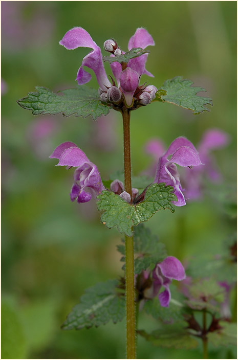 Gefleckte Taubnessel (Lamium maculatum)