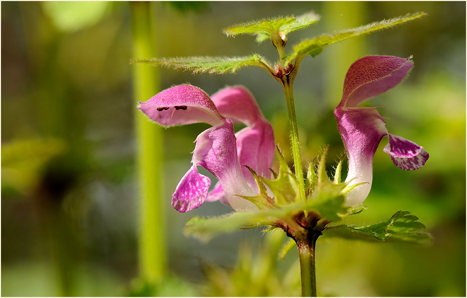 Gefleckte Taubnessel (Lamium maculatum)