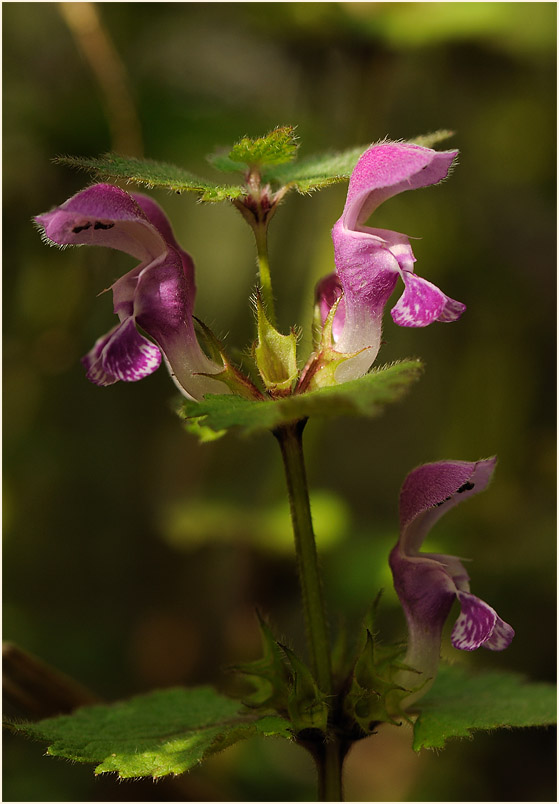 Gefleckte Taubnessel (Lamium maculatum)