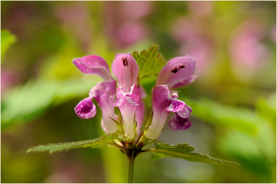 Gefleckte Taubnessel (Lamium maculatum)