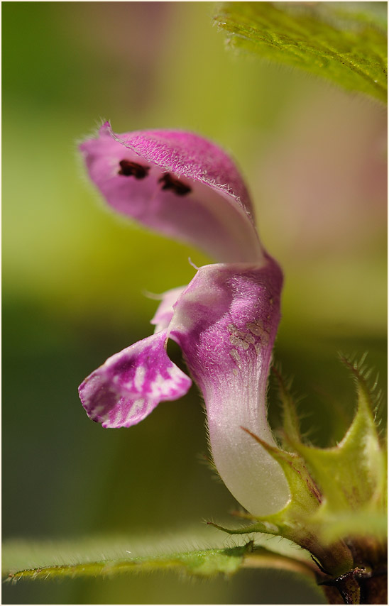 Gefleckte Taubnessel (Lamium maculatum)