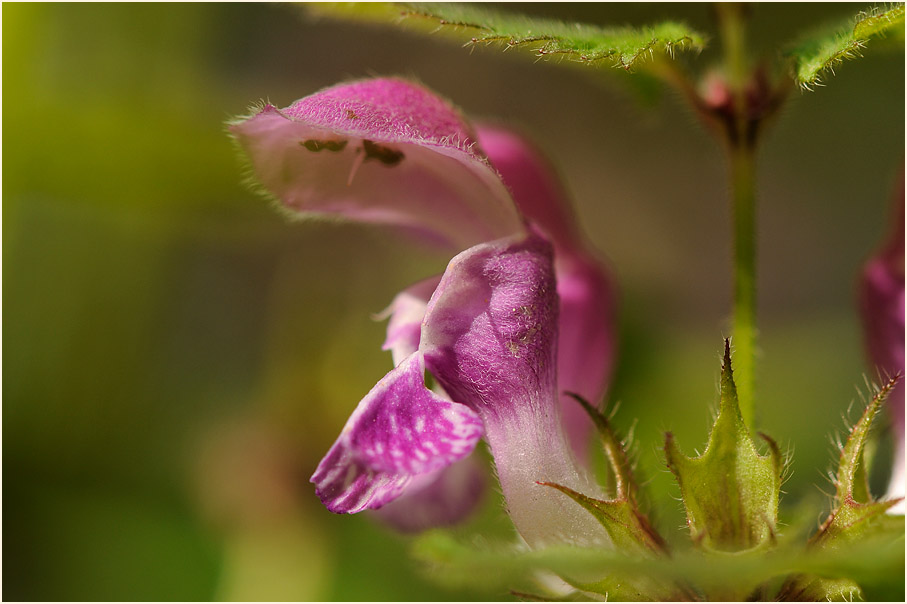 Gefleckte Taubnessel (Lamium maculatum)