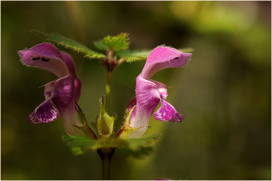 Gefleckte Taubnessel (Lamium maculatum)