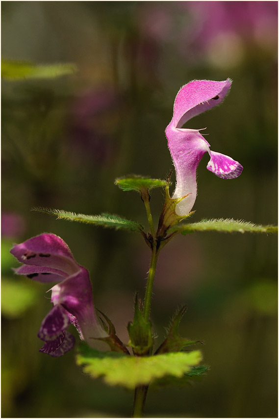 Gefleckte Taubnessel (Lamium maculatum)