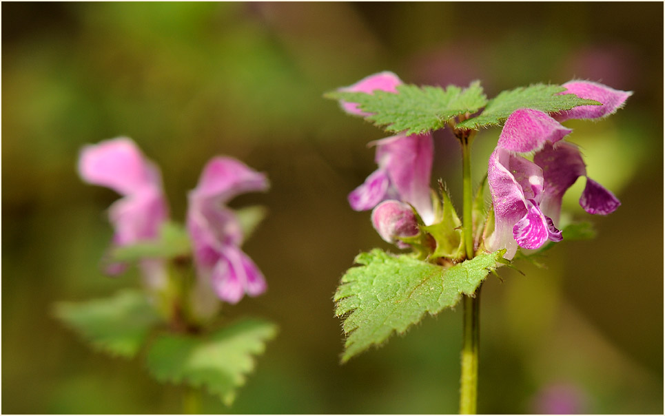 Gefleckte Taubnessel (Lamium maculatum)