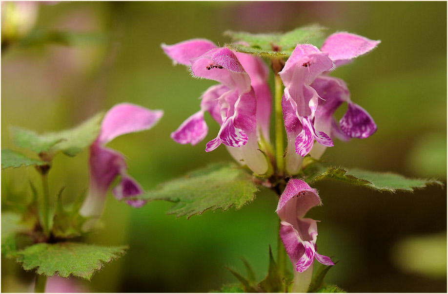 Gefleckte Taubnessel (Lamium maculatum)