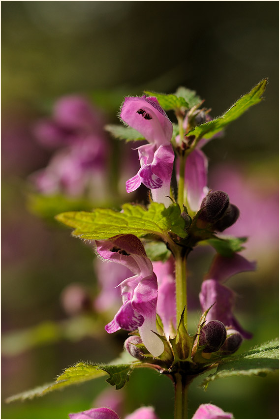 Gefleckte Taubnessel (Lamium maculatum)