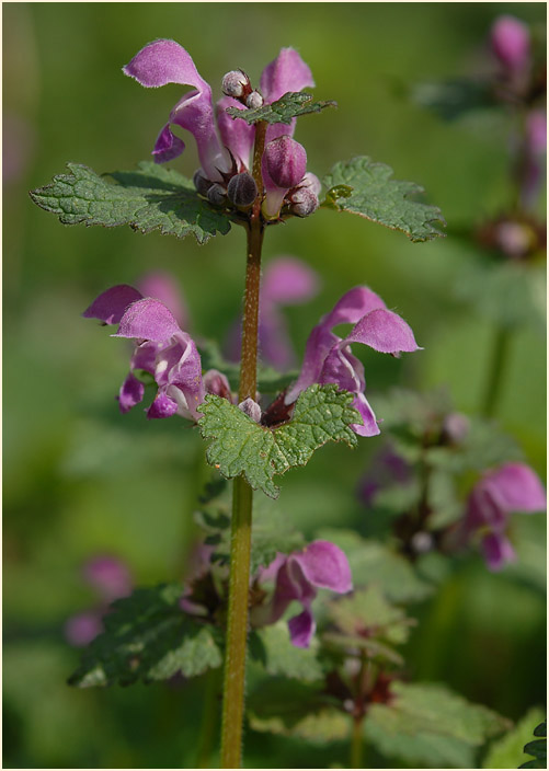 Gefleckte Taubnessel (Lamium maculatum)