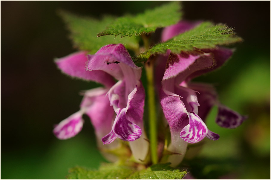 Gefleckte Taubnessel (Lamium maculatum)