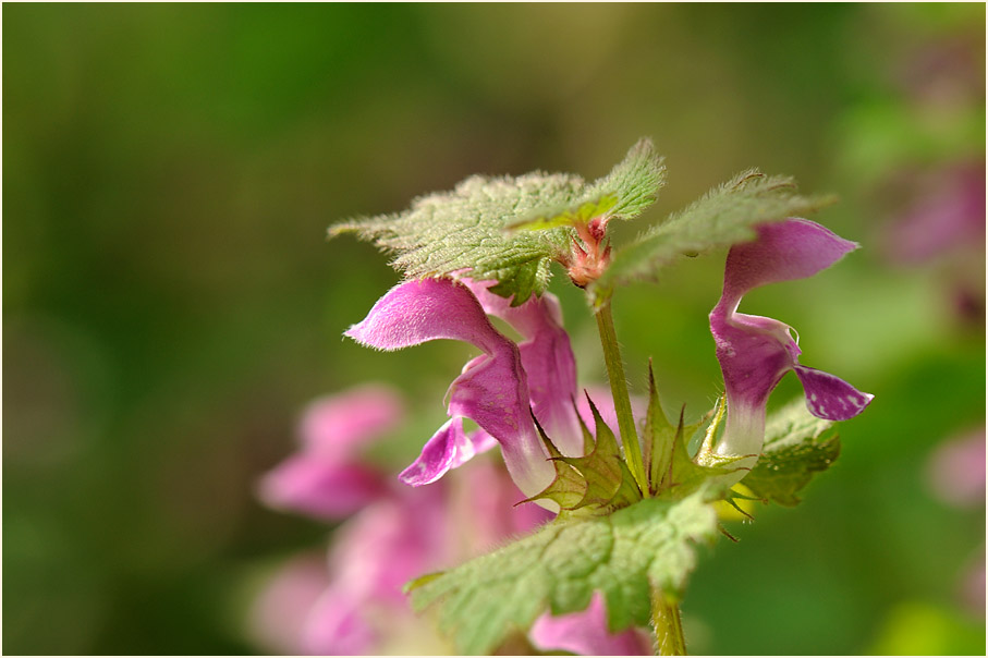 Gefleckte Taubnessel (Lamium maculatum)