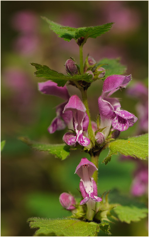 Gefleckte Taubnessel (Lamium maculatum)