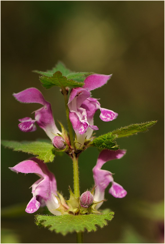 Gefleckte Taubnessel (Lamium maculatum)