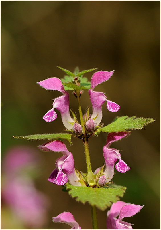 Gefleckte Taubnessel (Lamium maculatum)