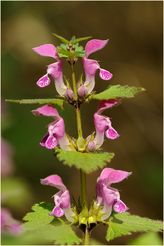 Gefleckte Taubnessel (Lamium maculatum)