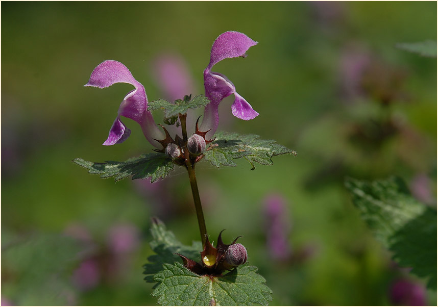 Gefleckte Taubnessel (Lamium maculatum)