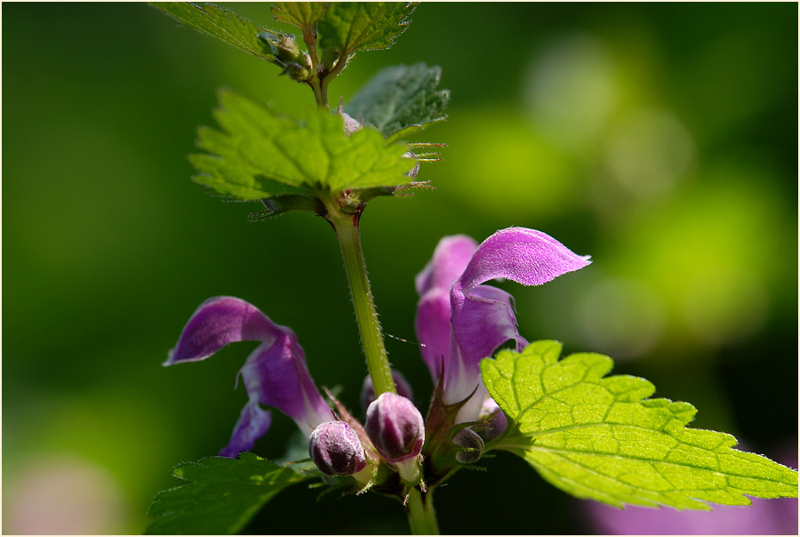 Gefleckte Taubnessel (Lamium maculatum)