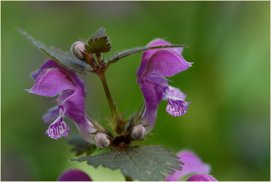 Gefleckte Taubnessel (Lamium maculatum)