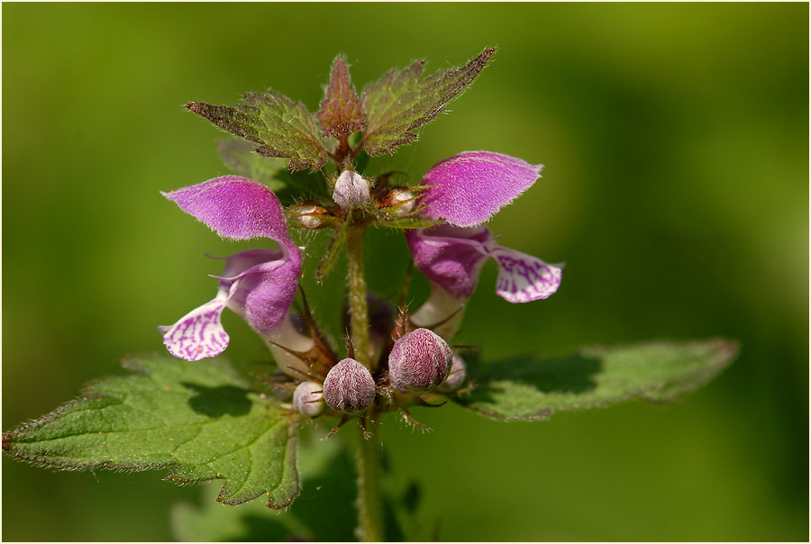 Gefleckte Taubnessel (Lamium maculatum)