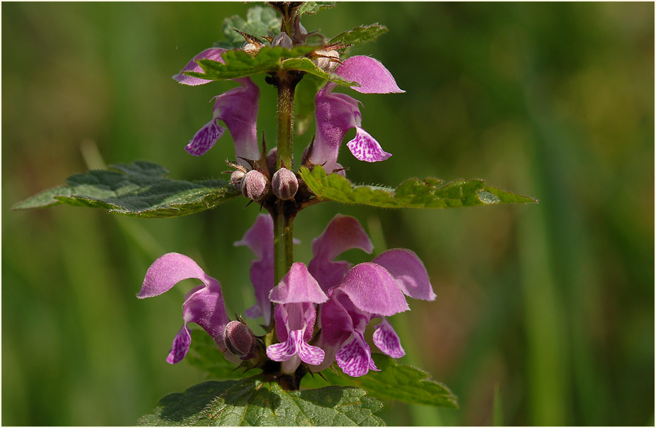 Gefleckte Taubnessel (Lamium maculatum)