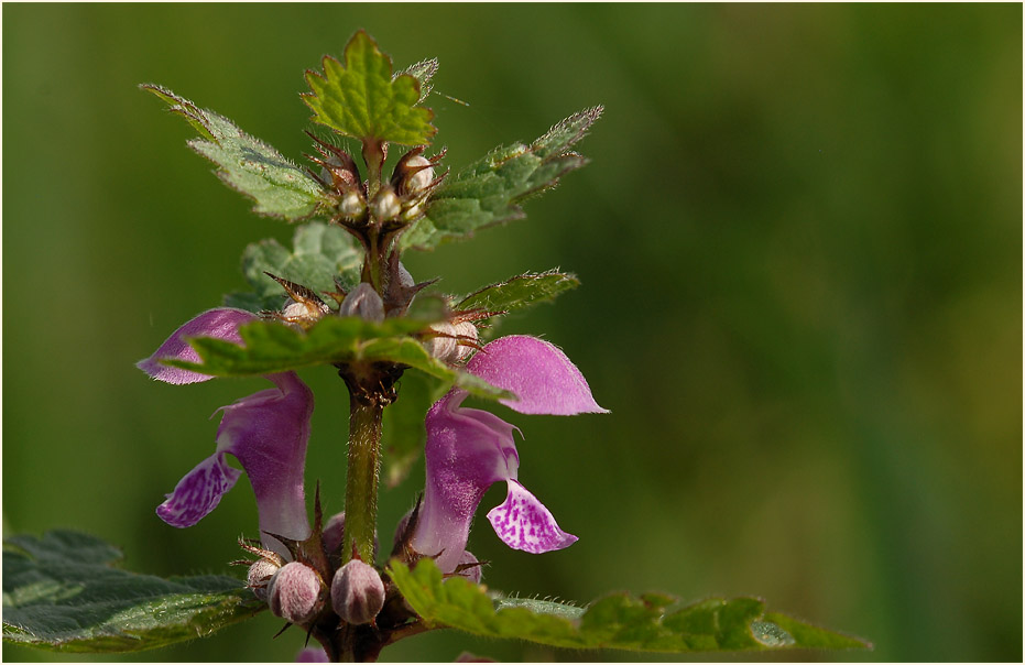 Gefleckte Taubnessel (Lamium maculatum)