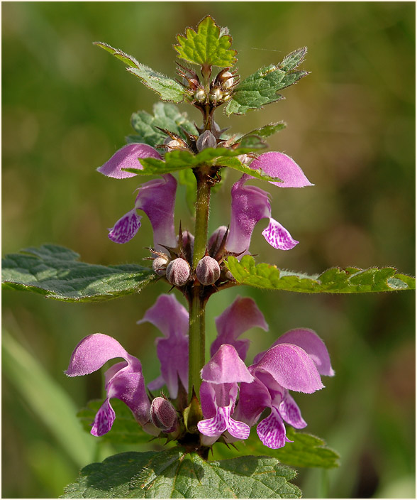 Gefleckte Taubnessel (Lamium maculatum)