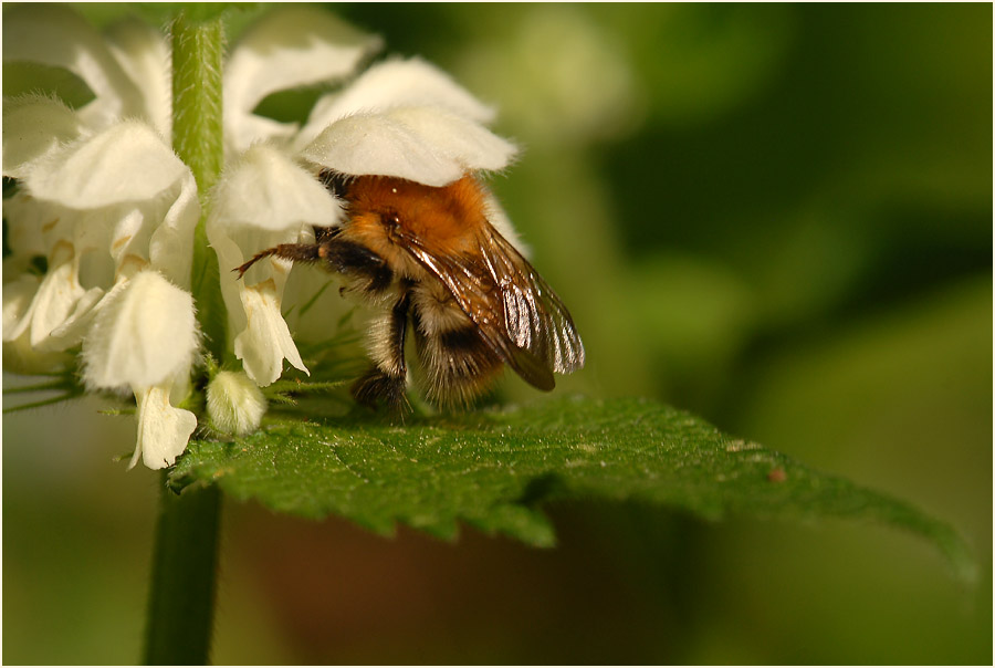 Weiße Taubnessel (Lamium album)