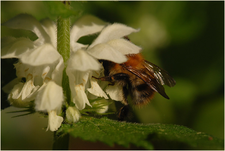 Weiße Taubnessel (Lamium album)