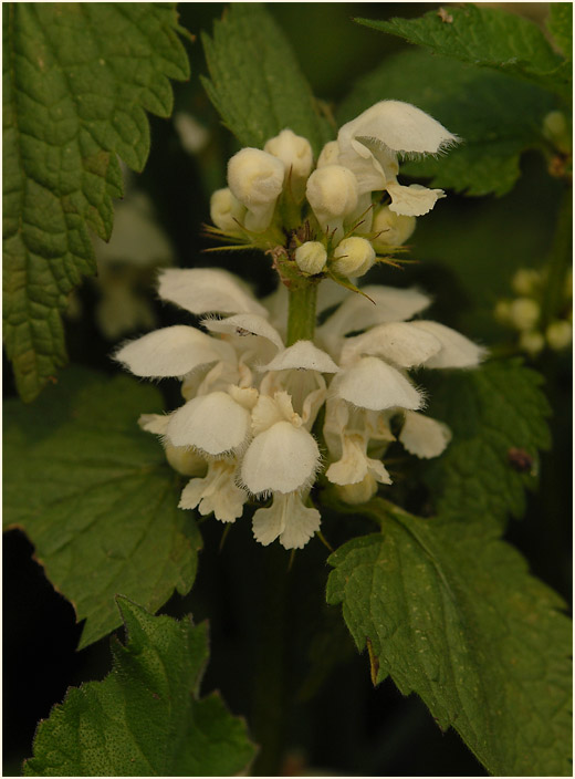 Weiße Taubnessel (Lamium album)