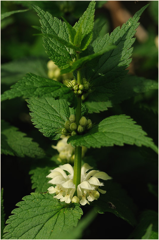 Weiße Taubnessel (Lamium album)