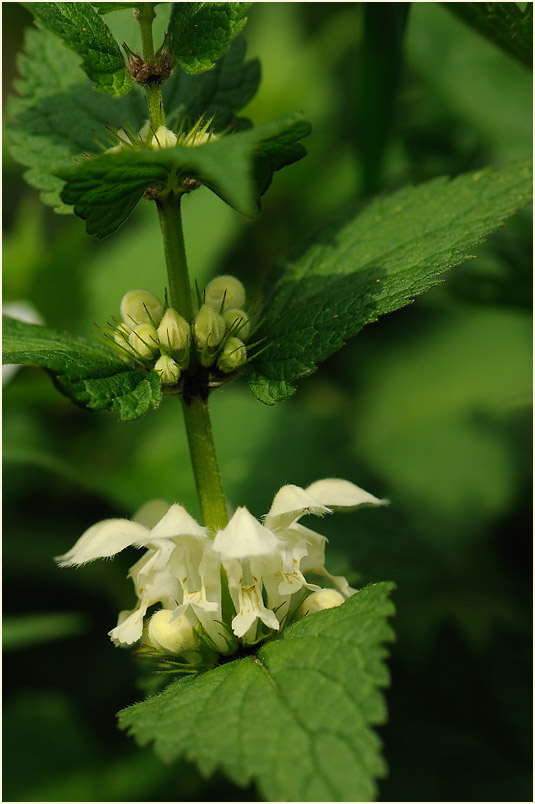 Weiße Taubnessel (Lamium album)