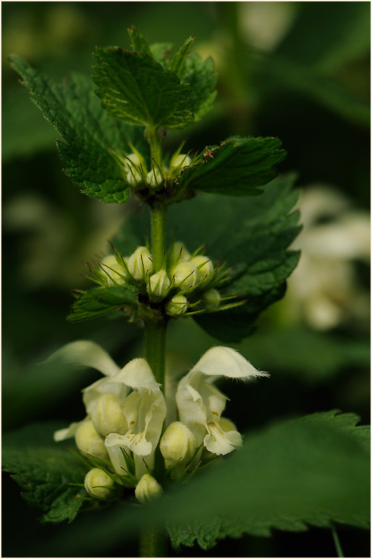 Weiße Taubnessel (Lamium album)