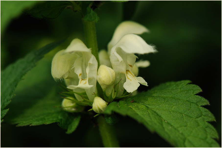 Weiße Taubnessel (Lamium album)