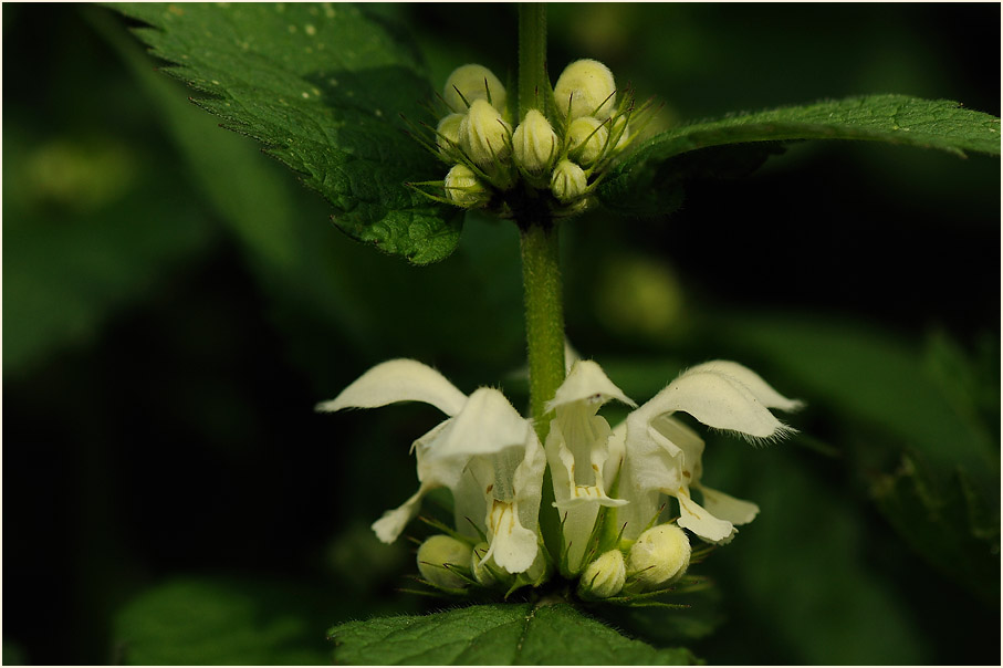 Weiße Taubnessel (Lamium album)