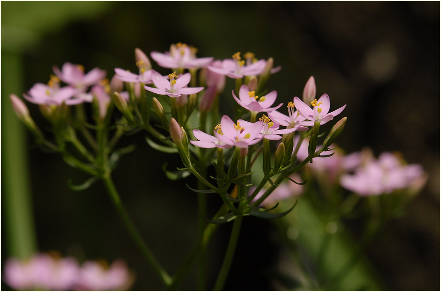 Tausendgüldenkraut (Centaurium minus)