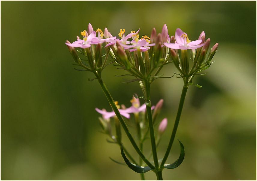 Tausendgüldenkraut (Centaurium minus)