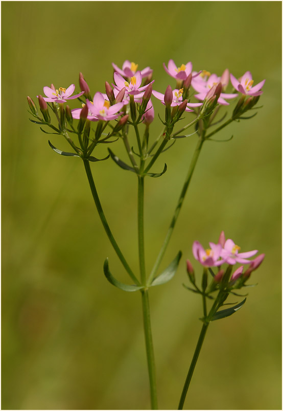 Tausendgüldenkraut (Centaurium minus)