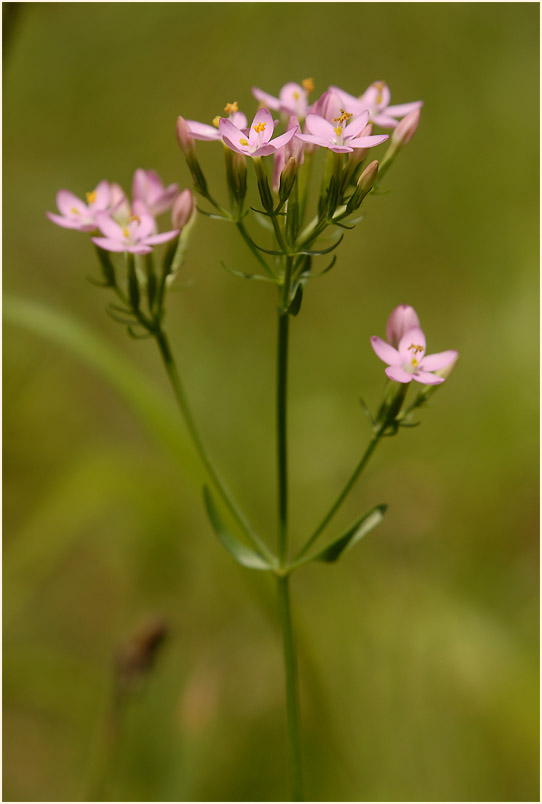 Tausendgüldenkraut (Centaurium minus)