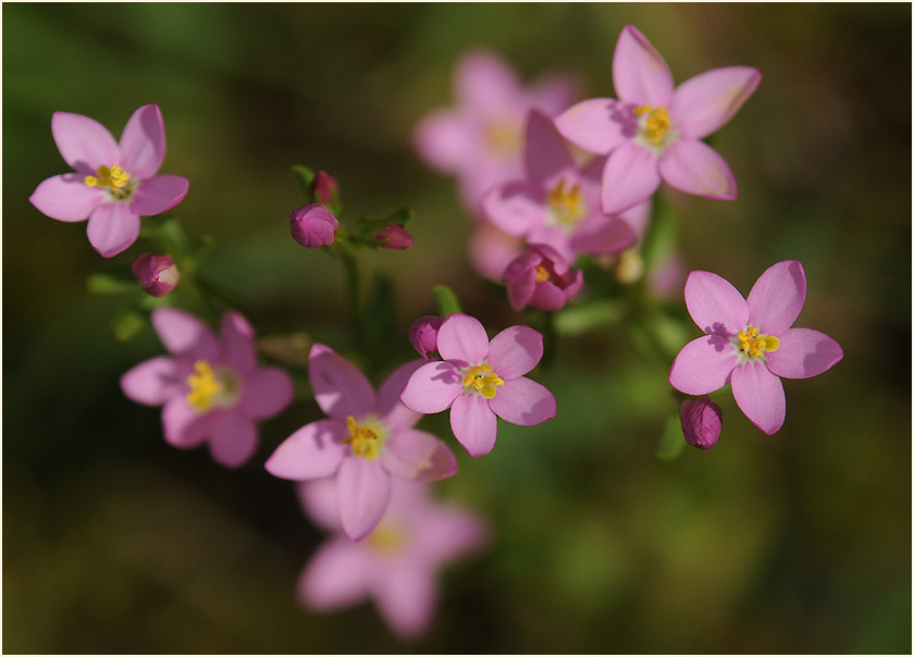 Tausendgüldenkraut (Centaurium minus)