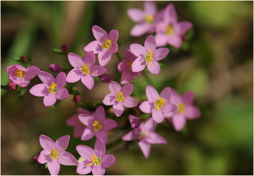 Tausendgüldenkraut (Centaurium minus)