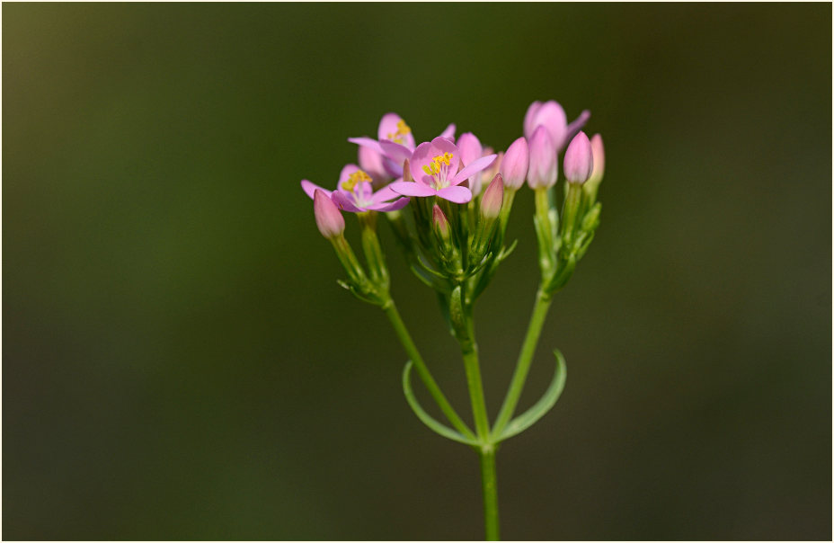 Tausendgüldenkraut (Centaurium minus)