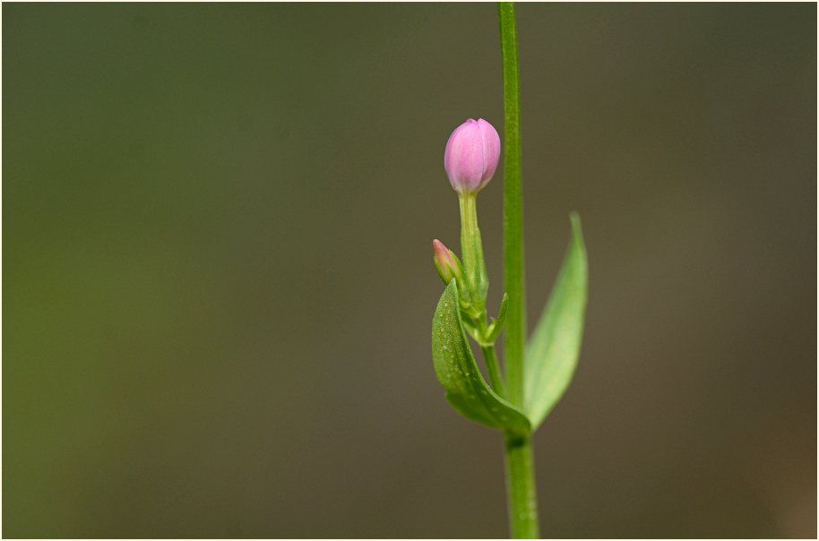 Tausendgüldenkraut (Centaurium minus)