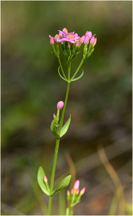 Tausendgüldenkraut (Centaurium minus)