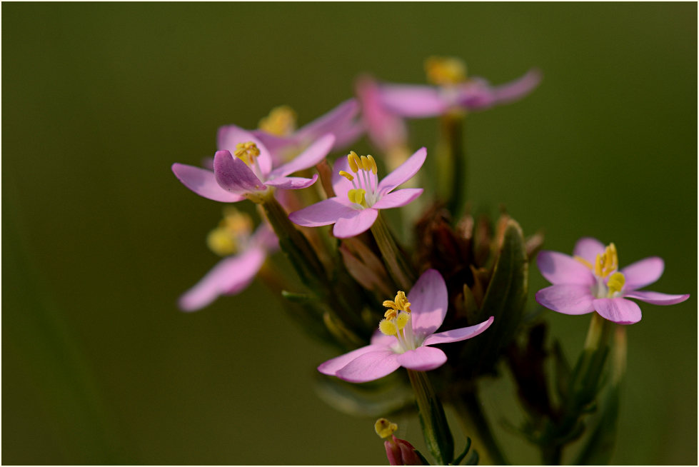 Tausendgüldenkraut (Centaurium minus)