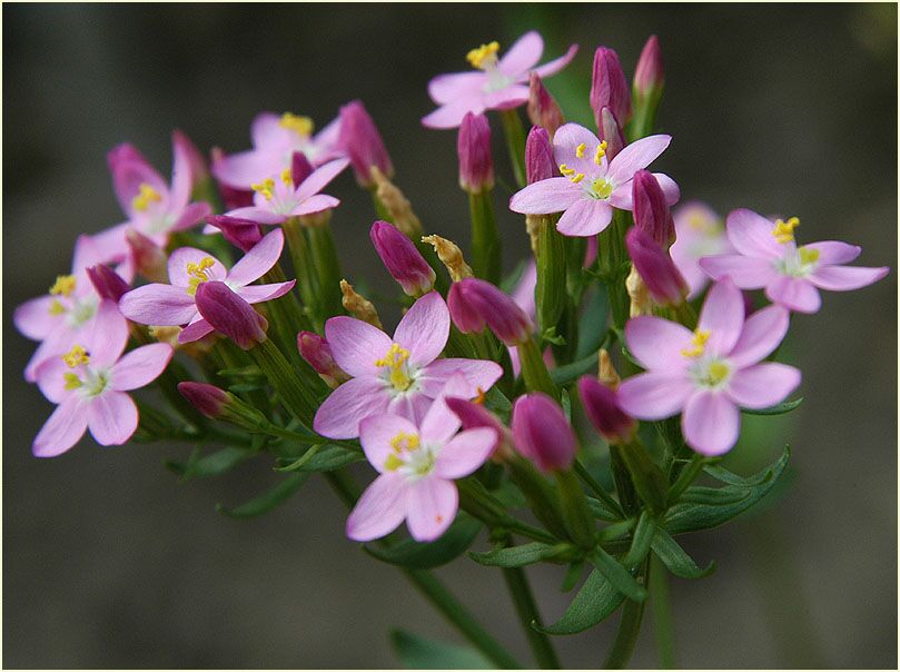 Tausendgüldenkraut (Centaurium minus)